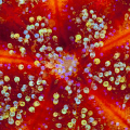   Fire urchin closeup abstract close-up close  